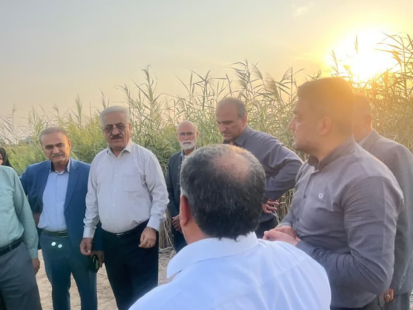 نخستین مزرعه الگویی خشکه‌کاری برنج در خرمشهر رونمایی شد